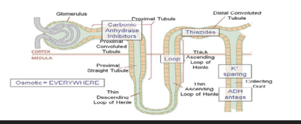<ul><li><p>Suffix:</p><ul><li><p>“-Ide”</p></li></ul></li><li><p>Common Drug Names:</p><ul><li><p>Furosemide (Lasix)</p></li></ul></li><li><p>Mechanism:</p><ul><li><p>Inhibits reabsorption of water and electrolytes from Loop of Henle</p></li></ul></li><li><p>Use:</p><ul><li><p>HTN</p></li><li><p>CHF</p></li><li><p>Edema</p></li><li><p>Pulmonary Edema</p></li></ul></li></ul><p></p>