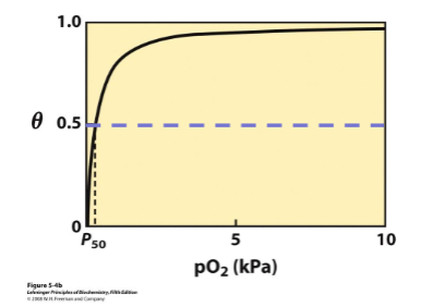 <p>monomeric protein in muscle tissue made of 153 amino acids in a single polypeptide</p><p>O2 storage and transport within muscle tissue → increases solubility of O2 in the cells and the diffusion rate within the tissue</p><p>binding curve is hyperbolic - at high pO2 it binds oxygen well, at low pO2 it will not release it (bad for transport protein)</p>