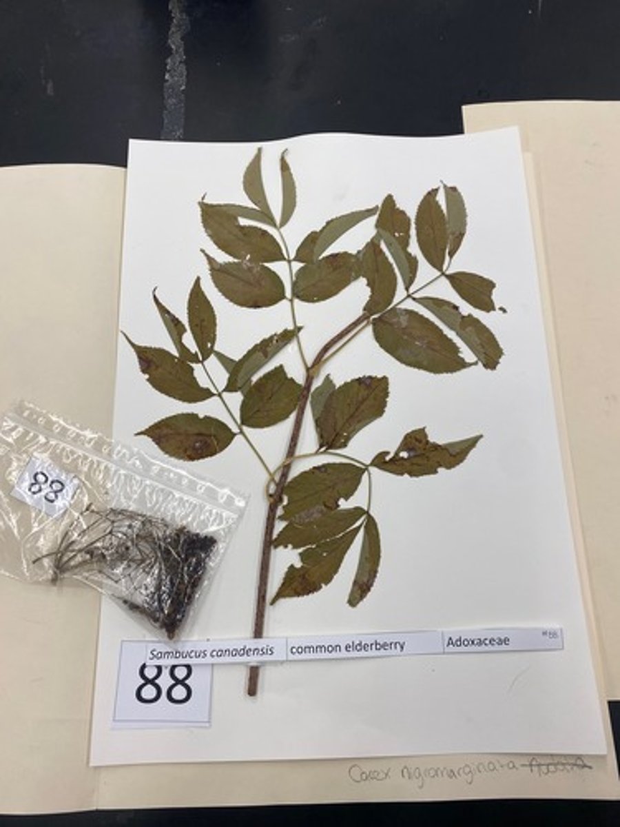 <p>Sambucus canadensis (Adoxaceae)</p>