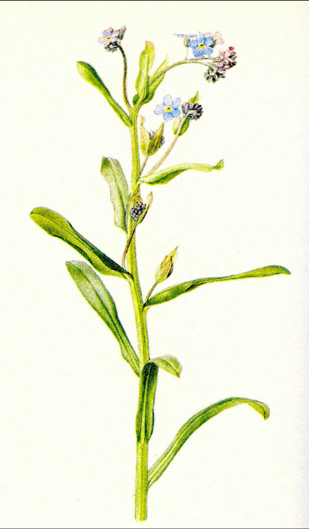 <p>středně vlhko, mezotrofní, polostín</p>
