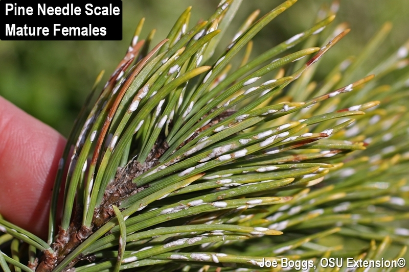 <p>White, red, scotch, spruce</p>