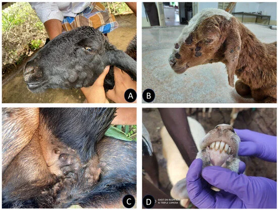 <p><strong>Sheep and goat pox</strong></p><ul><li><p><strong>caused </strong>by capripoxvirus. OIE notifiable!</p></li><li><p>Species: sheep and goats</p></li><li><p><strong>Transmission</strong>: Aerosols, direct contact, insects, virus present in secretions, excretions and scabs</p></li><li><p>IP is 8-13 days. </p></li><li><p><em>Sheep pox virus and Goat pox virus are of separate viruses (same genus, but different virus species/strains!). Most strains are host specific and cause severe clinical disease in either sheep or goat, while some strains have equal virulence in both species. </em></p></li><li><p><strong>CS</strong>: Economic losses, esp. among young animals (highest mortality)</p><ul><li><p>fever, conjunctivitis, rhinitis, enlarged LN, depression, anorexia, dyspnea, nasal discharge, secondary infections common</p></li><li><p><strong>Skin lesion progression</strong>: Starts as pink-red spots in hairless areas <span style="color: purple;">(macules/papules)</span>, to fluid filled blisters (<span style="color: purple;">vesicles/pustules)</span> that become hard, dark <span style="color: purple;">scabs/crusts, often leaving scars</span>. These may spread over entire body or localize. Survivors may get necrotic scabs.</p></li></ul></li><li><p><strong>Diagnosis</strong>: CS, virus isolation, PCR, ELISA, serology, histopathology</p></li><li><p><strong>Treatment&amp;prevention:</strong> no treatment. ATB for seconary infection + good nursing care. Vaccination in endemic areas. </p></li></ul><p></p>