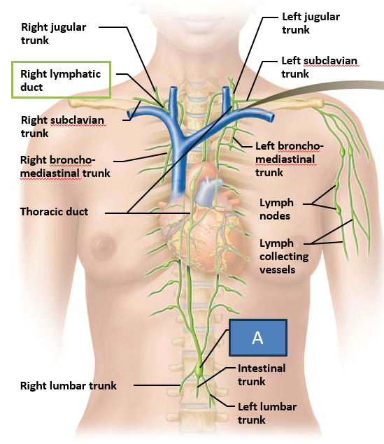 <p>What is Labeled A?</p>