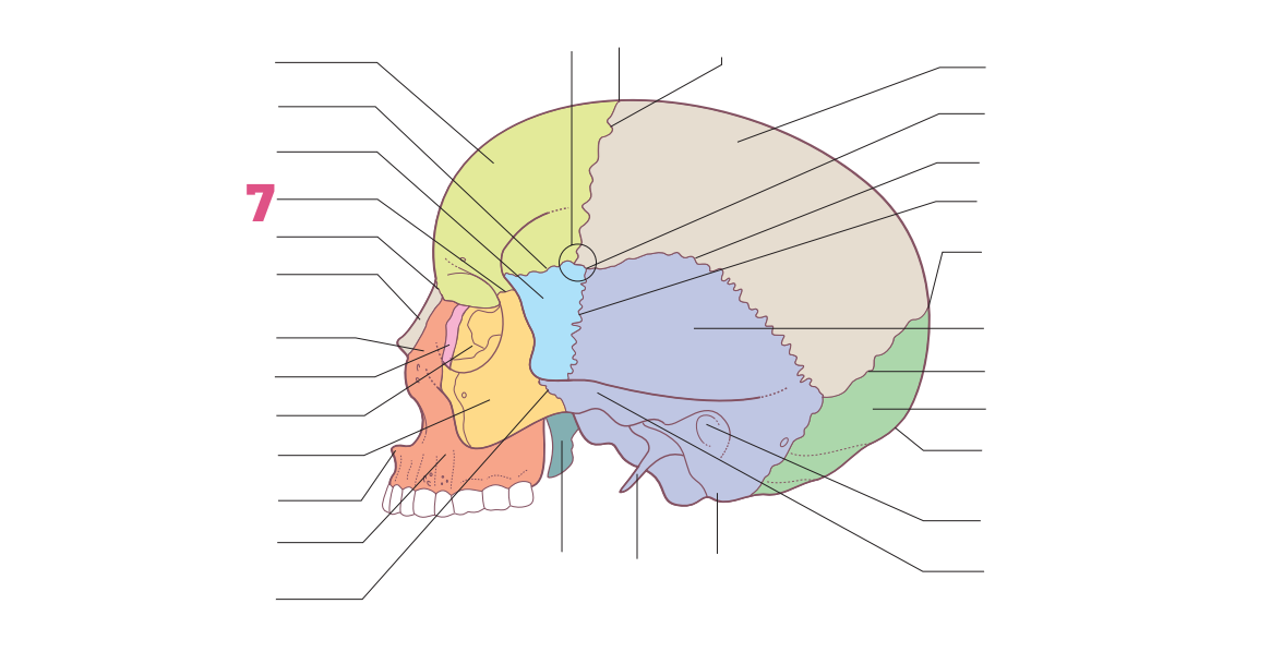 <p>07</p>
