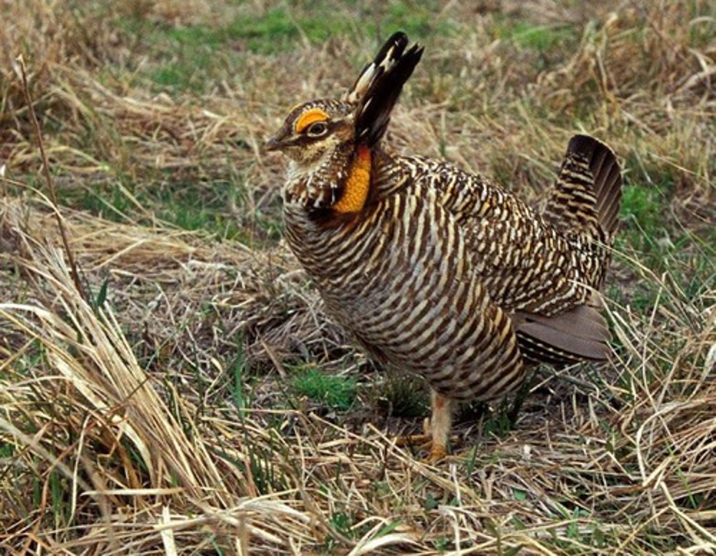 <p>Endangered bird reliant on captive breeding for survival.</p>