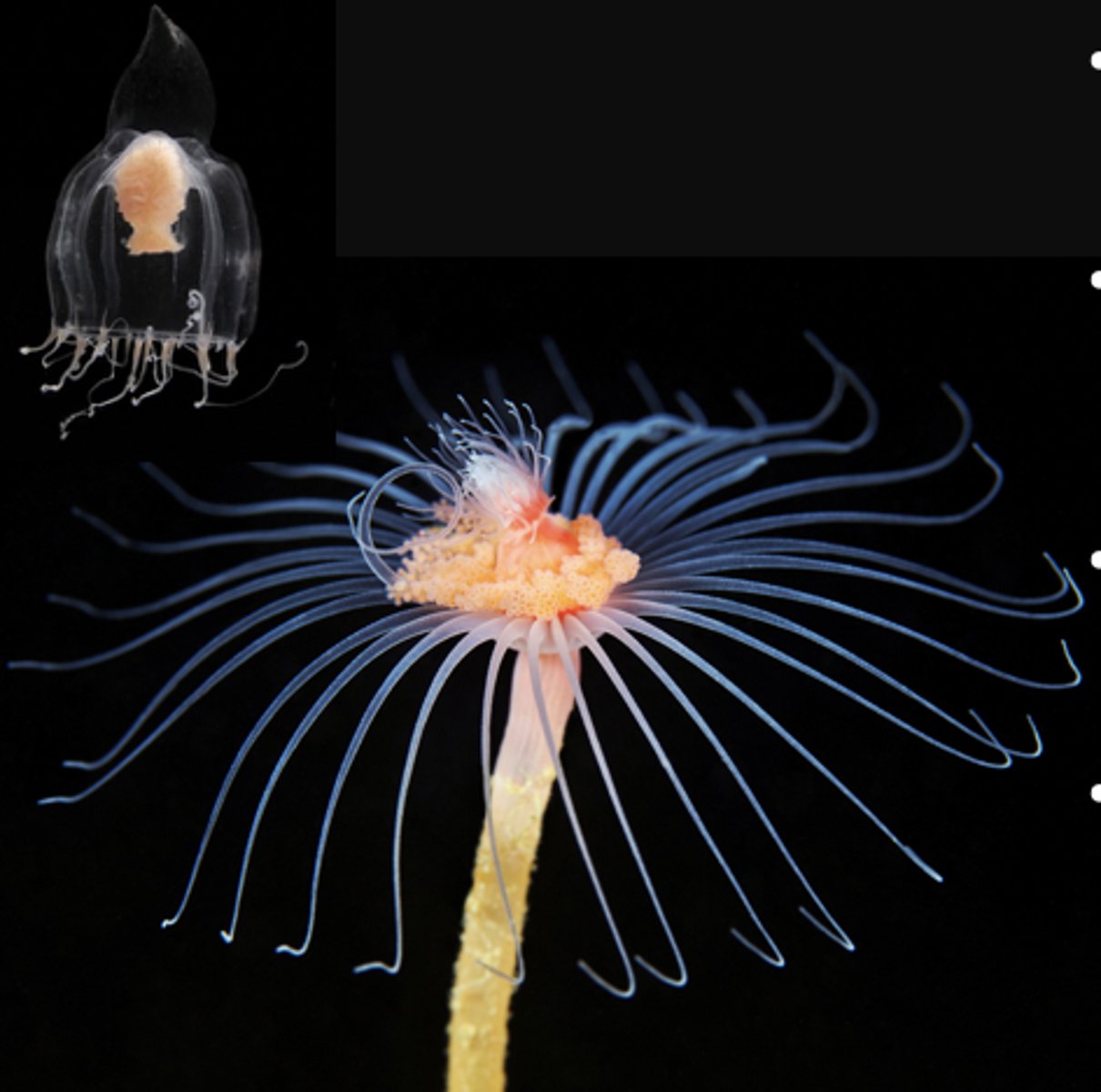 <p>Class Hydrozoa</p>