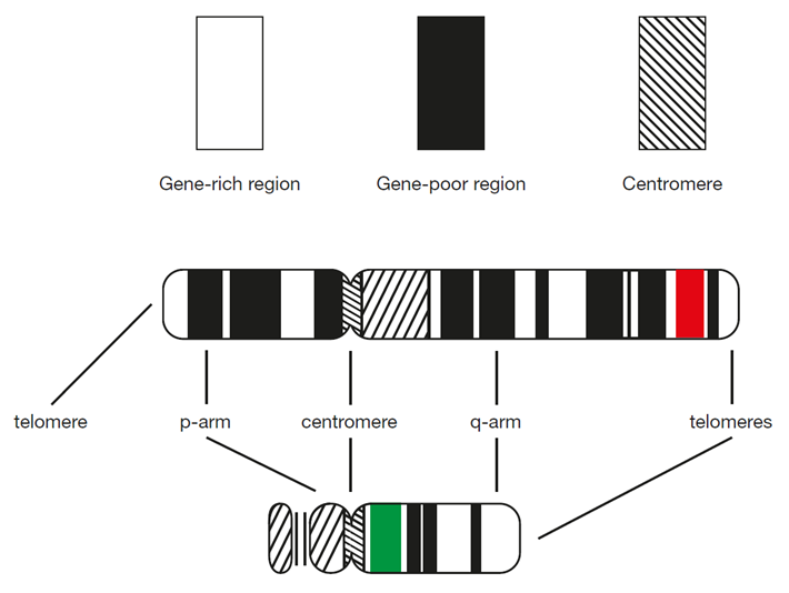 <p>Type of chromosome banding used to identify human karyotypes </p>