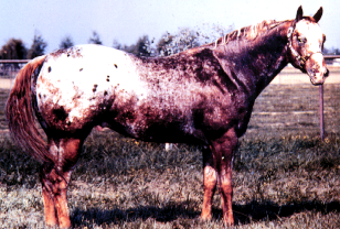 <p>Appaloosa</p>