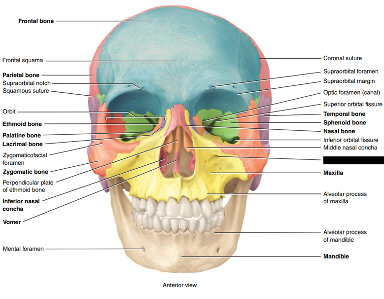 <p>State and identify what part of the cranial bone is being pointed out and censored.</p>