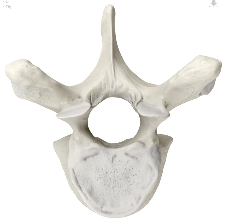 <p>12 bones that make up the middle part of your spine</p>