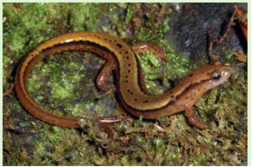 <p>southern two-lined salamander</p>