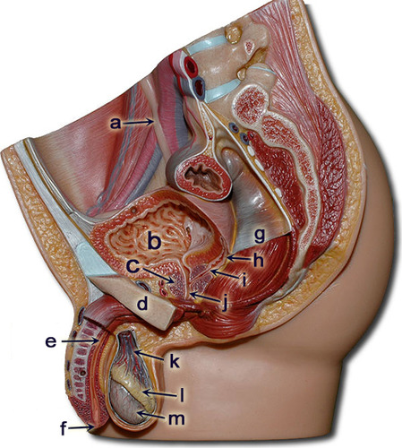 <p>e</p>