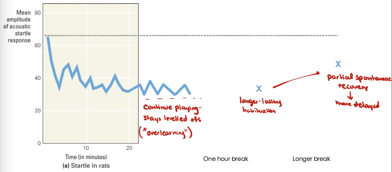 <ul><li><p>Asymptote for behavioural response can be at or above 0</p></li><li><p>Additional habituation training beyond the asymptotic level can be observed as delayed onset of spontaneous recover</p><ul><li><p>Habituation seems to continue even after we can measure</p></li><li><p>Habituation training continues beyond asymptotic level</p></li><li><p>“Overlearning“</p></li></ul></li></ul><p></p>