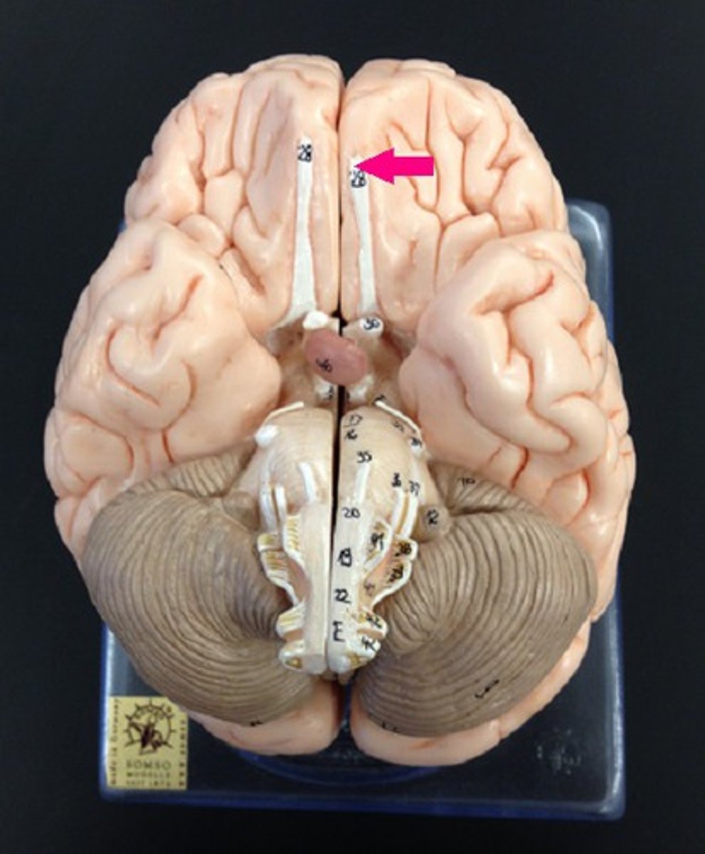 <p>Identify by name.</p>