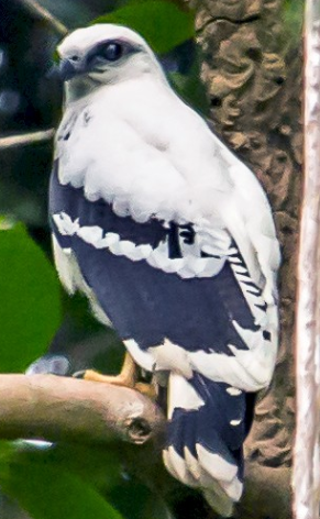 <p>What bird is this?</p>