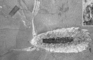 <ul><li><p>mid-gut glands replaced in calcium phosphate</p></li><li><p>digestive function</p></li><li><p>implies macrophagy (feeding of foods large relative to size of organism) and predation/scavenging</p></li></ul><p></p>