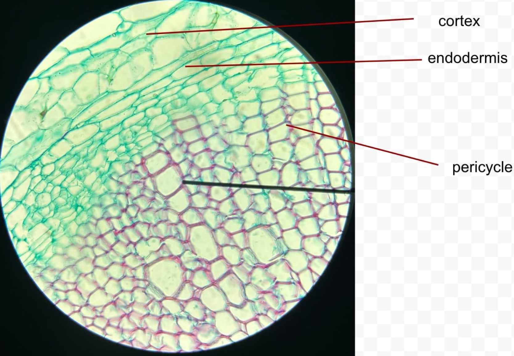 <p>identify the specimen</p>