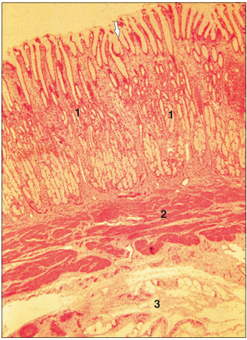 <p>Identify the structure:</p><p>Specie:</p><p>Parts:</p><p>1.__ 2.__ 3.__</p><p>Stain used:</p>