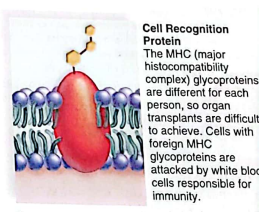 <p>help the body realize when pathogens are invading so an immune reaction can occur</p>