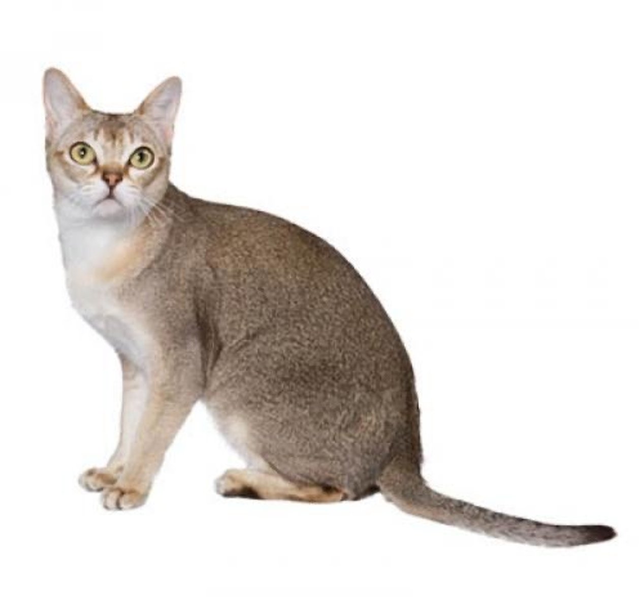 <p>De oorspronkelijke natuurrassen</p><p>grote ogen, zeer kleine kat</p>