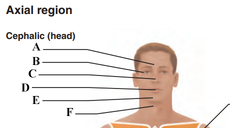 <p>Name letter D</p>