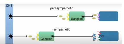 <ul><li><p>Activates sympathetic and parasympathetic post-synaptic nerve </p></li><li><p>Secretes adrenaline from adrenal medulla </p></li><li><p>Sympathetic responses dominate </p></li><li><p>tachycardia, increase in BP, increase in secretions</p></li></ul><p></p>