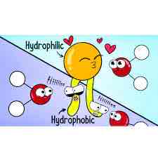 <p>Hydrophilic</p>