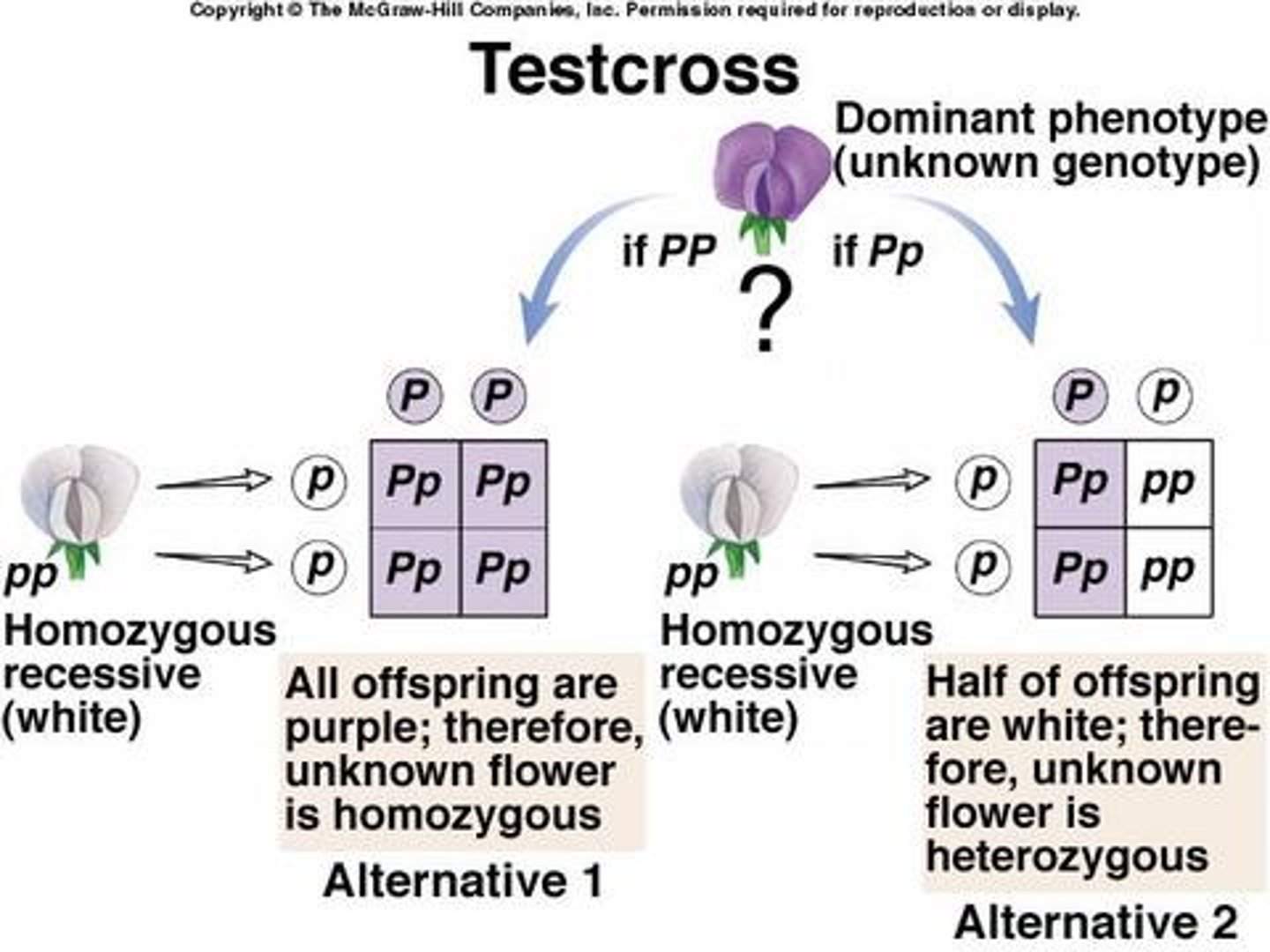 <p>the crossing of an individual of unknown genotype with a homozygous recessive individual to determine the unknown genotype</p>