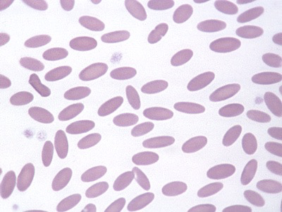 <p>What cell is this?</p>