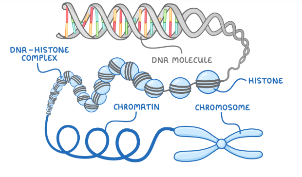 <ul><li><p>they are wound around proteins as histones to form DNA-histone complexes</p></li><li><p>they then coil further to form chromatin which helps pack the DNA into chromosomes which each contain just a single molecule of DNA</p></li></ul><p></p>