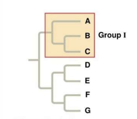 <p>An evolutionary unit that includes an ancestral population and all of its descendants but no others (also called a lineage, or clade)</p>