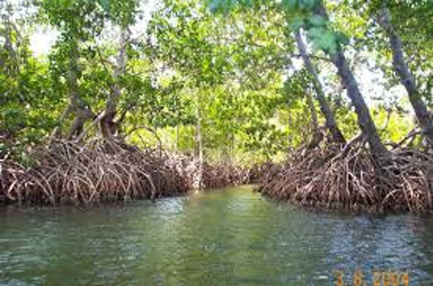 <p>A swamp that occurs along tropical and subtropical coasts, and contains salt tolerant trees with roots submerged in water.</p>