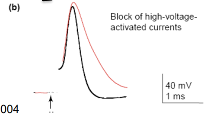 <p>what happens when HVA K+ channels are blocked?</p>