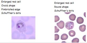 <p>What is the genus, species and stage of the image on the right?</p>