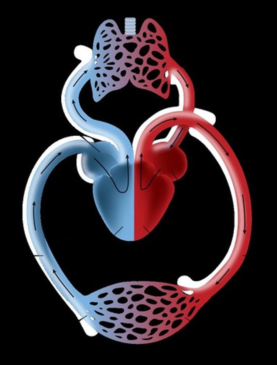 <p>Includes the pulmonary trunk ascending from the right ventricle, pulmonary arteries leading to capillary beds around alveoli, and blood draining through pulmonary veins back to the heart.</p>