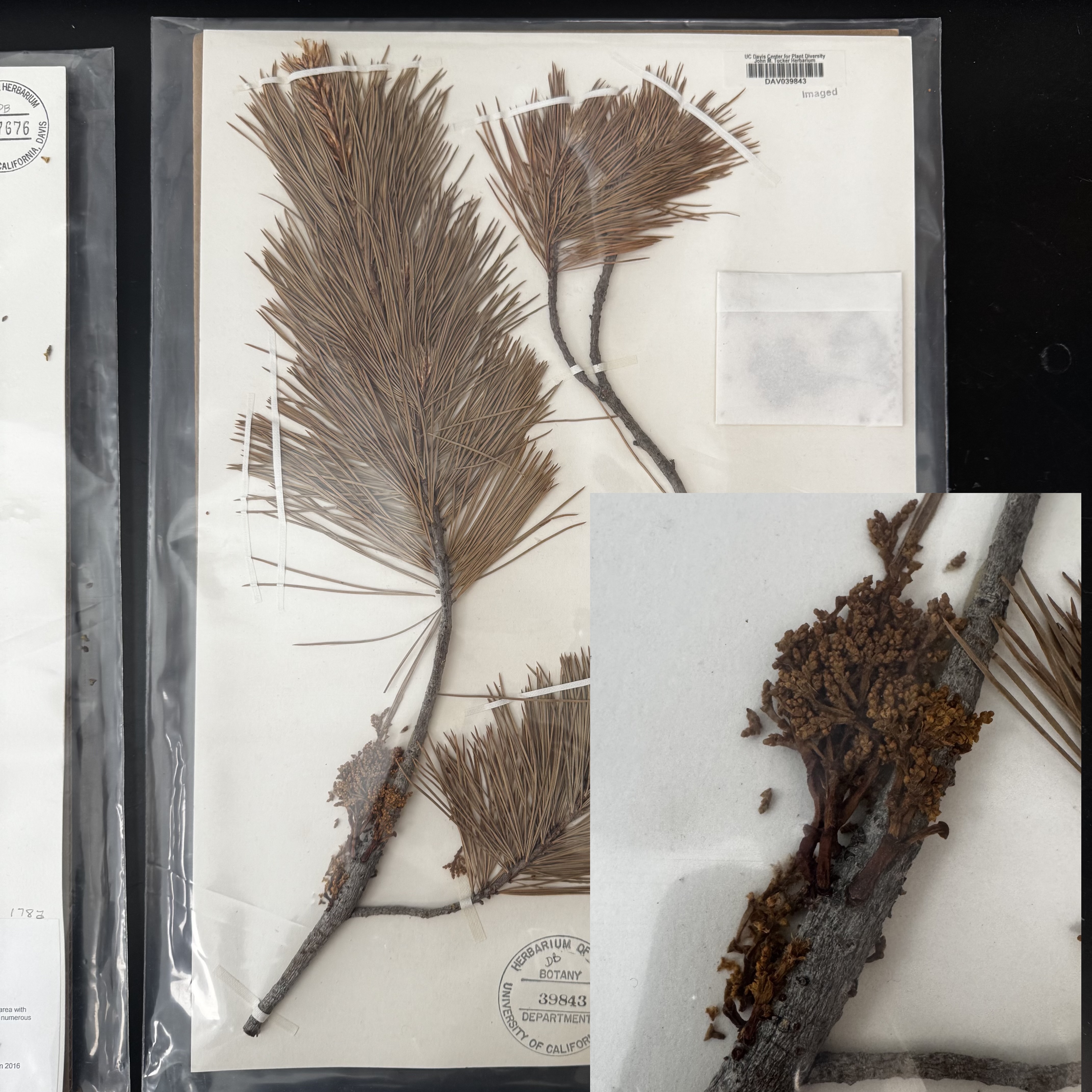 <p>What order, family, and genus?</p>