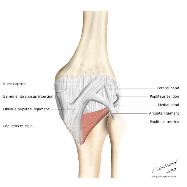 <ol><li><p><strong>Oblique popliteal</strong> – From semimembranosus; reinforces posterior capsule; limits hyperextension.<br><strong>Arcuate popliteal</strong> – From fibular head; supports posterolateral corner; resists varus + external rotation.<br><strong>Coronary (meniscotibial)</strong> – Anchor menisci to tibia.<br><strong>Transverse (intermeniscal)</strong> – Connects anterior horns of menisci; coordinates meniscal motion.<br><strong>ALL (anterolateral)</strong> – Lateral femoral epicondyle → anterolateral tibia; controls internal tibial rotation / pivoting.<br><strong>Patellar ligament</strong> – Patella → tibial tuberosity; knee extension; used in ACL grafts.</p></li><li><p><span style="background-color: transparent;"><span>Extension of the quadricepts tendon and the patella </span></span></p><ol><li><p><span style="background-color: transparent;"><span>Arcutate = shaped like a bow</span></span></p></li><li><p></p><img src="https://knowt-user-attachments.s3.amazonaws.com/c5a08486-f8c8-467f-b518-1e55c9f24f80.png" data-width="100%" data-align="center"><p><span style="background-color: transparent;"><span>Oblique = slanted</span></span></p></li></ol></li></ol><p></p>