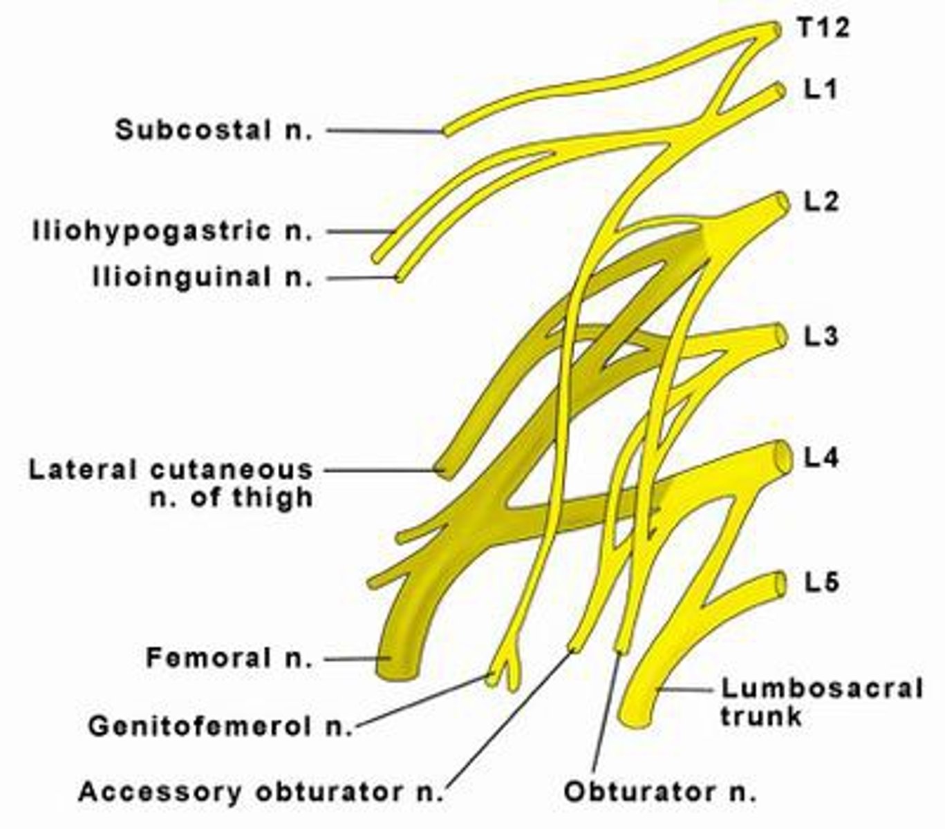 <p>Network of nerves found at base of spinal cord (T11 - S5)</p>
