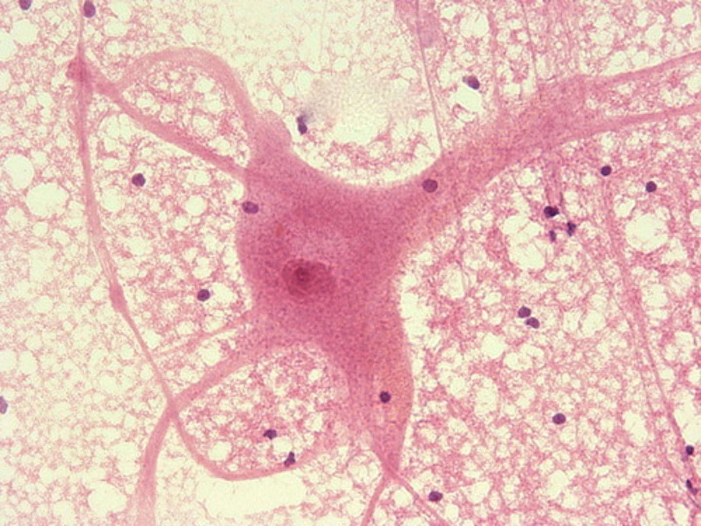 <p>What cell is this?</p>