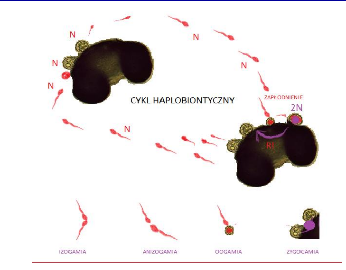 <p>-różne cykle życiowe<br>-tylko zarodnie przetrwalne są 2n</p>