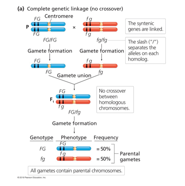 <p>Crossing over</p><p>Parental</p><p>Drosophila</p>