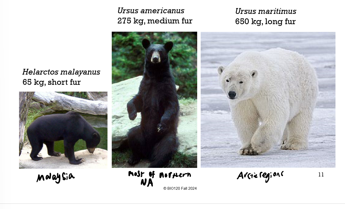 <p>Homeotherms tend to be larger at higher latitudes (ex. bears)</p><ul><li><p>Larger body means more heat that can be saved</p></li></ul><p></p>