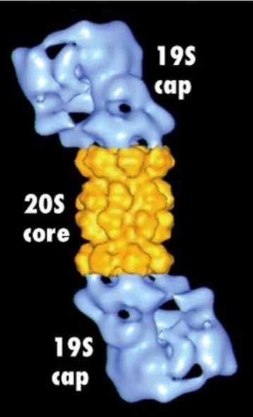 <ul><li><p>Wall of many identical subunits create a hollow interior chamber w/ caps at ends</p></li><li><p>Center contains proteolytic enzymes that break down any protein within the core</p></li><li><p>Caps have narrow openings where unfolded polypeptides can be threaded through</p></li><li><p>Has 2 19S caps and one 20S core</p></li></ul>