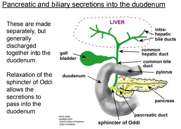 <p>The duodenum receives <strong><mark data-color="purple" style="background-color: purple; color: inherit">pancreatic juice</mark></strong><mark data-color="purple" style="background-color: purple; color: inherit"> and </mark><strong><mark data-color="purple" style="background-color: purple; color: inherit">bile</mark></strong>, which are produced separately &amp; essential for digestion, acid neutralization, and fat processing.</p><p><em>Discharged together</em> into the duodenum via <strong><mark data-color="purple" style="background-color: purple; color: inherit">hepatopancreatic ampulla</mark></strong> through a coordinated mechanism.<br></p><p><strong><mark data-color="purple" style="background-color: purple; color: inherit"><u>Biliary Secretions (Bile):</u></mark></strong></p><ul><li><p>Continuously <mark data-color="red" style="background-color: red; color: inherit">synthesized by the </mark><strong><mark data-color="red" style="background-color: red; color: inherit">liver</mark></strong><mark data-color="red" style="background-color: red; color: inherit"> → stored and concentrated in the </mark><strong><mark data-color="red" style="background-color: red; color: inherit">gallbladder</mark></strong><mark data-color="red" style="background-color: red; color: inherit">.</mark></p></li><li><p>Travels via the <strong><mark data-color="red" style="background-color: red; color: inherit">common bile duct</mark></strong><mark data-color="red" style="background-color: red; color: inherit">.</mark></p></li><li><p><strong><mark data-color="red" style="background-color: red; color: inherit">Bile salts</mark></strong><mark data-color="red" style="background-color: red; color: inherit"> (critical for fat emulsification).</mark></p></li><li><p><strong><mark data-color="red" style="background-color: red; color: inherit">Bilirubin</mark></strong><mark data-color="red" style="background-color: red; color: inherit"> (waste product).</mark></p></li><li><p><strong><mark data-color="red" style="background-color: red; color: inherit">Cholesterol/phospholipids</mark></strong><mark data-color="red" style="background-color: red; color: inherit">.</mark></p></li><li><p><mark data-color="red" style="background-color: red; color: inherit">Bile breaks fats into droplets → pancreatic lipase can efficiently digest them.</mark></p></li></ul><p></p><p><strong><mark data-color="purple" style="background-color: purple; color: inherit"><u>Pancreatic Secretions:</u></mark></strong></p><p>Exocrine pancreas releases:</p><ul><li><p><strong><mark data-color="red" style="background-color: red; color: inherit">Digestive enzymes</mark></strong><mark data-color="red" style="background-color: red; color: inherit"> (acinar cells)</mark> (<em>Proteases</em> (e.g., trypsin), <em>lipase</em>, <em>amylase</em>.)</p></li><li><p><strong><mark data-color="red" style="background-color: red; color: inherit">Bicarbonate-rich fluid</mark></strong><mark data-color="red" style="background-color: red; color: inherit"> (duct cells)</mark>: Neutralizes stomach acid via the <strong>pancreatic duct</strong>.</p></li></ul><p></p><p><strong><u>How They Reach the Duodenum:</u></strong></p><ol><li><p class="ds-markdown-paragraph"><strong>Pathway Convergence</strong>:</p><ul><li><p class="ds-markdown-paragraph">The <strong>common bile duct</strong> (carrying bile) and <strong>pancreatic duct</strong> merge at the <strong><mark data-color="purple" style="background-color: purple; color: inherit">hepatopancreatic ampulla</mark></strong> (Ampulla of Vater).</p></li></ul></li><li><p class="ds-markdown-paragraph"><strong>Sphincter of Oddi</strong>:</p><ul><li><p class="ds-markdown-paragraph">A muscular valve that <em>normally remains closed</em> to prevent leakage.</p></li><li><p class="ds-markdown-paragraph"><strong><mark data-color="purple" style="background-color: purple; color: inherit">Relaxation triggered by</mark></strong><mark data-color="purple" style="background-color: purple; color: inherit">:</mark></p><ul><li><p class="ds-markdown-paragraph"><strong><mark data-color="purple" style="background-color: purple; color: inherit">CCK</mark></strong><mark data-color="purple" style="background-color: purple; color: inherit"> (released in response to </mark><em><mark data-color="purple" style="background-color: purple; color: inherit">fats</mark></em><mark data-color="purple" style="background-color: purple; color: inherit"> in the duodenum).</mark></p></li><li><p class="ds-markdown-paragraph"><strong><mark data-color="purple" style="background-color: purple; color: inherit">Secretin</mark></strong><mark data-color="purple" style="background-color: purple; color: inherit"> (stimulated by </mark><em><mark data-color="purple" style="background-color: purple; color: inherit">acidic chyme</mark></em><mark data-color="purple" style="background-color: purple; color: inherit">).</mark></p></li></ul></li><li><p class="ds-markdown-paragraph"><mark data-color="purple" style="background-color: purple; color: inherit">Allows simultaneous release of bile and pancreatic juice.</mark></p></li></ul></li></ol><p></p><p>Important for digestion, lipid digestion, and neutralisation of the chyme</p>