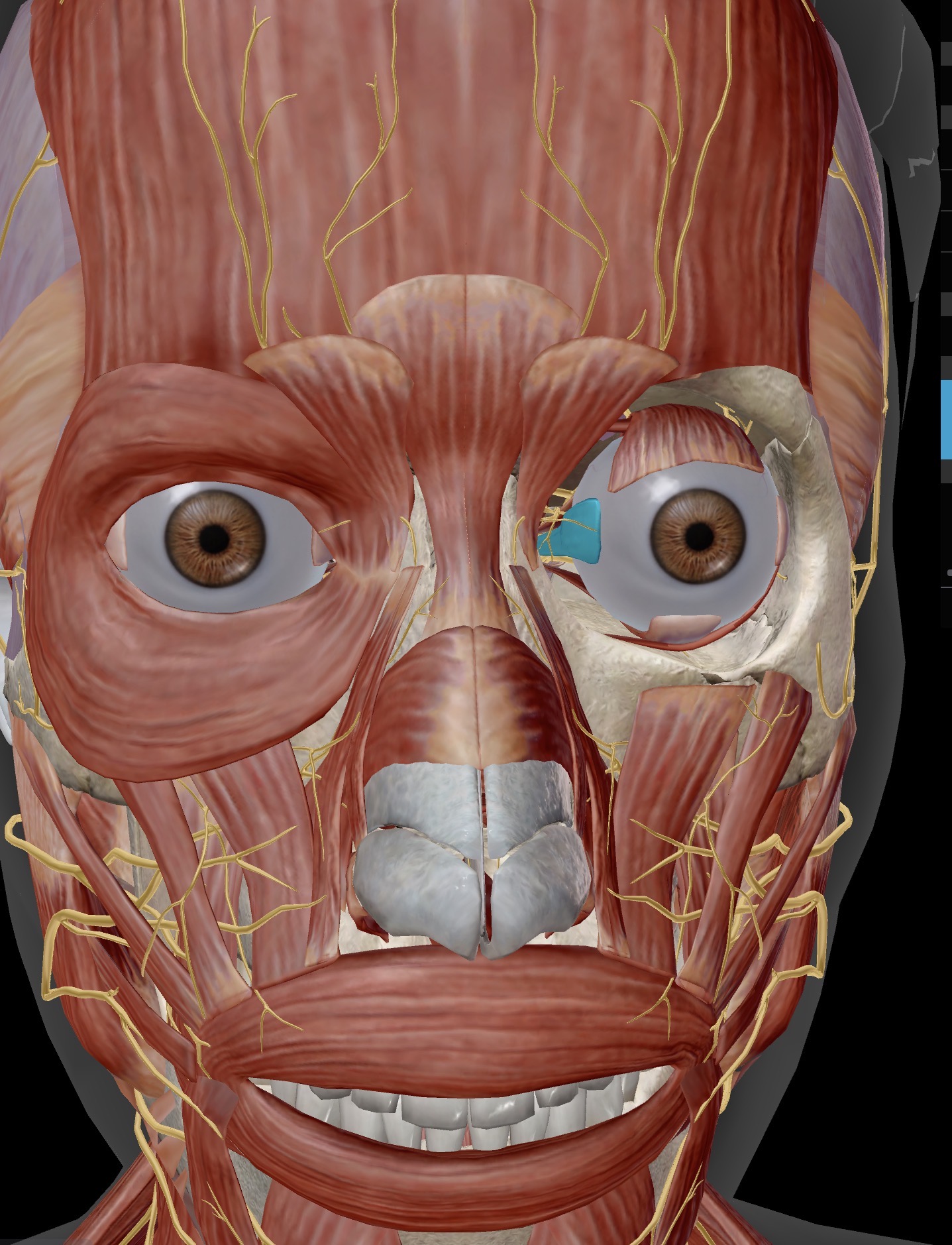 <p>Name the muscle and corresponding letter ( O = origin, I = insertion, A = actions, IN = innervation)</p><p>A</p><p>IN</p>