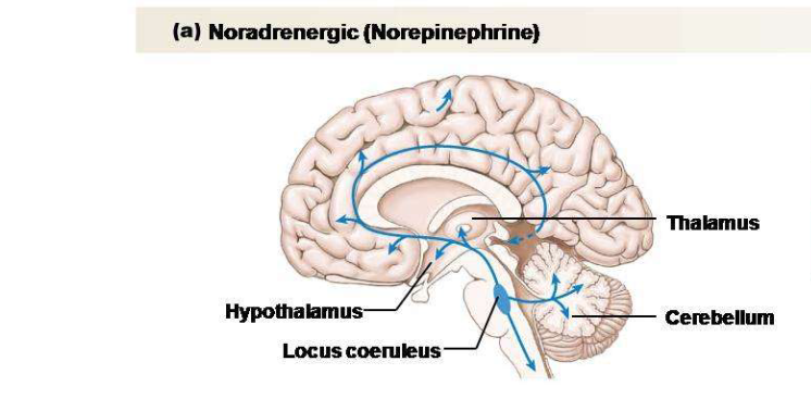 <p>Explain the role of the norepinephrine neurotransmitter.</p>