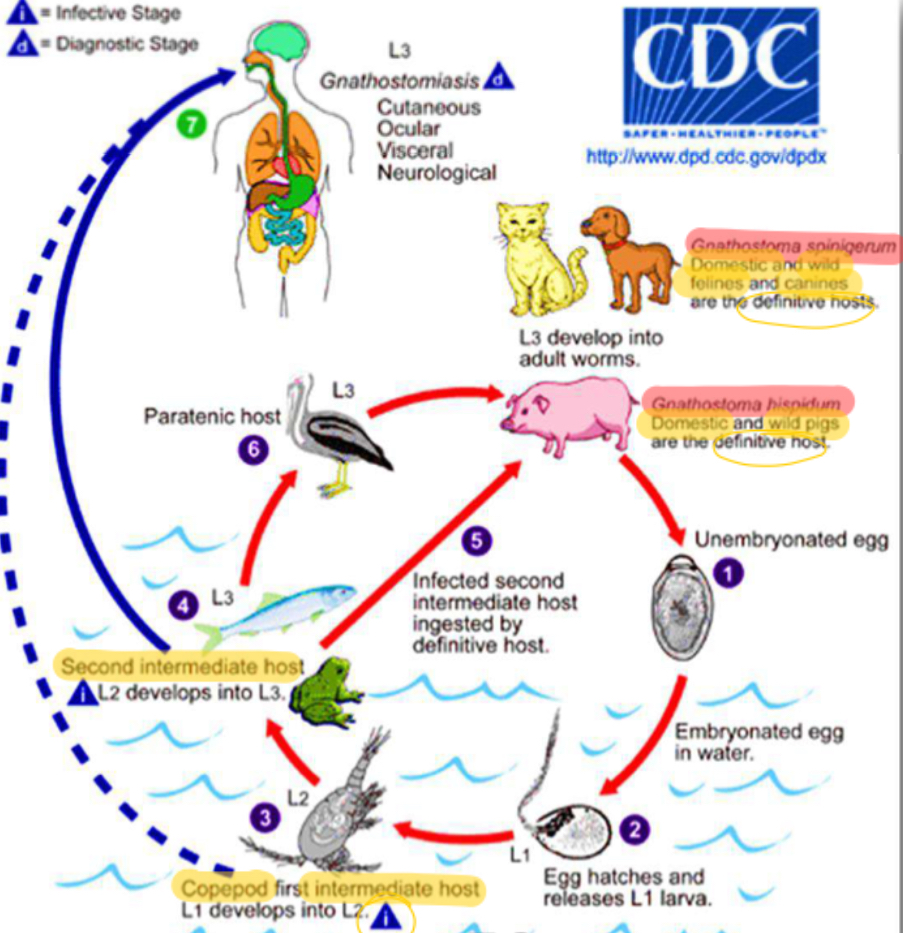 <p>Life cycle of?</p>