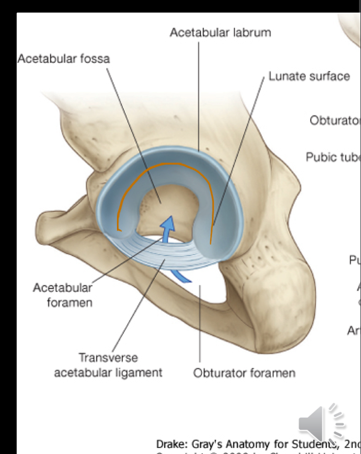 <p>Lunate surface + articular cartilage, which forms a semi-circular shape around the acetabulum, providing a smooth surface for joint movement.</p>