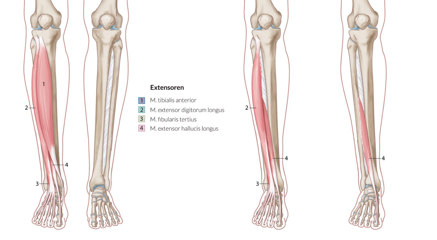 <p>A. Dorsal extensors</p>