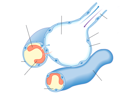 <p>Features of alveoli</p>